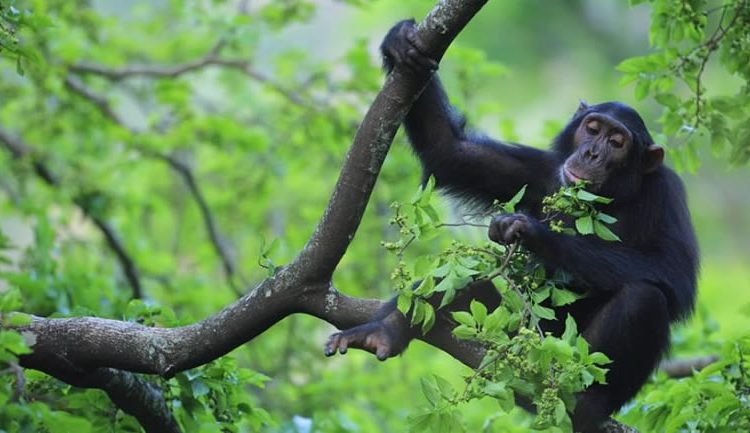 3 Day Uganda Gorilla Safari