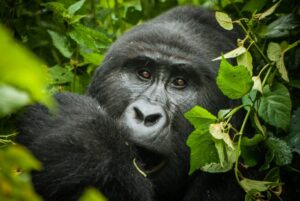 7 Day Gorilla Wildlife Safari