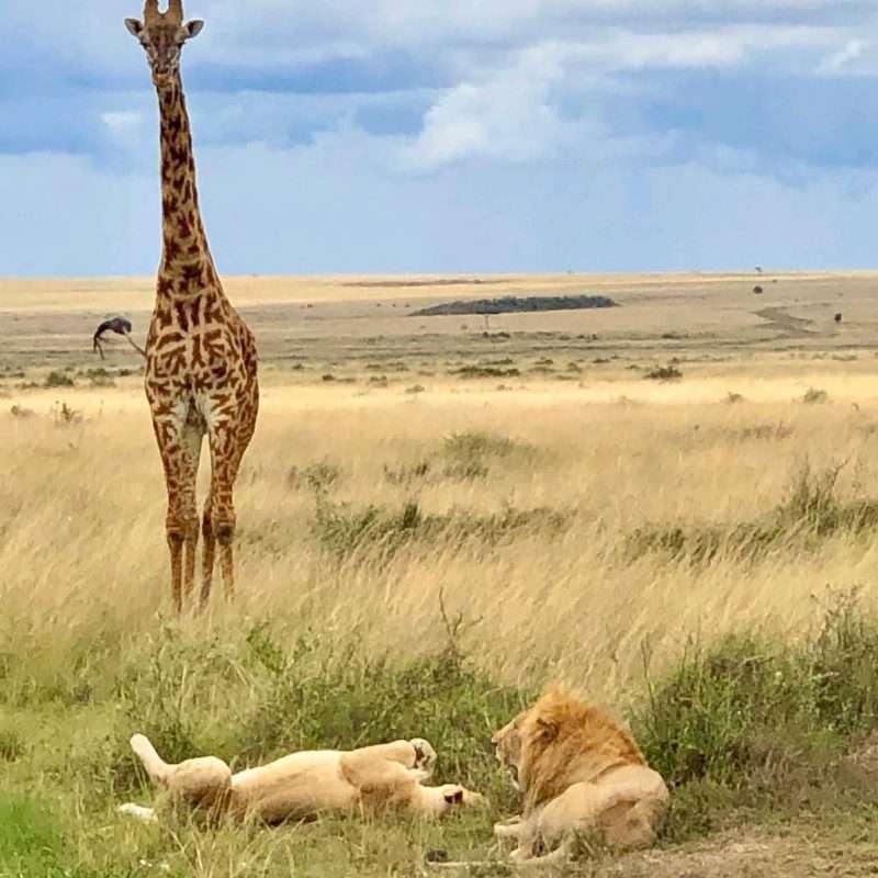 Serengeti