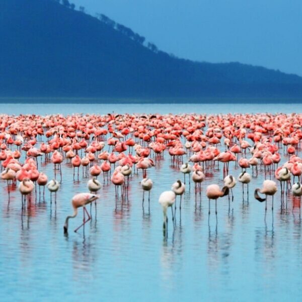 Lake Nakuru