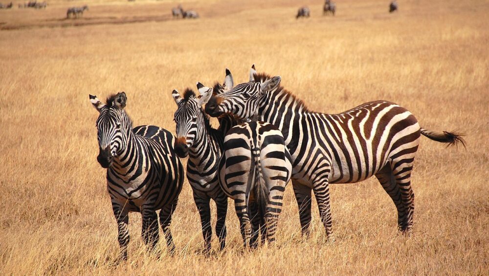 Zebra spotted during a Tanzania Safari