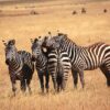 Zebra spotted during a Tanzania Safari