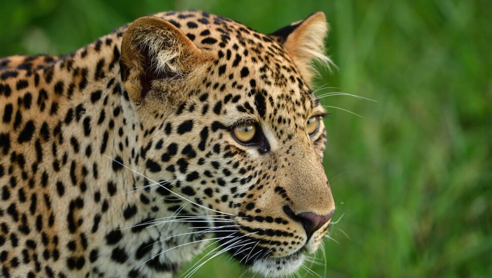 a leopard seen on a masai mara safari