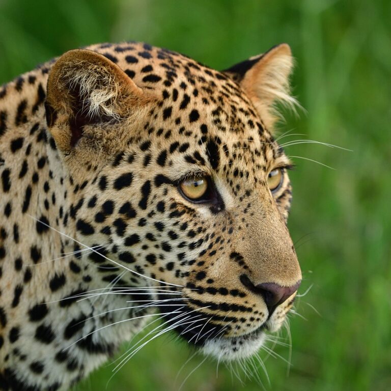 a leopard seen on a masai mara safari